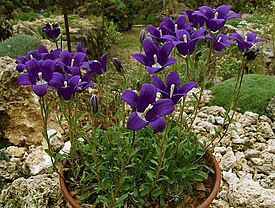 Campanula bessenginica.jpg