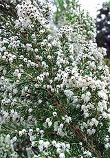 Erica arborea.jpg