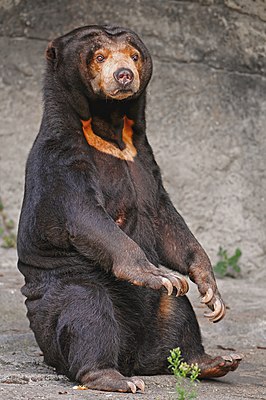 Sitting sun bear.jpg