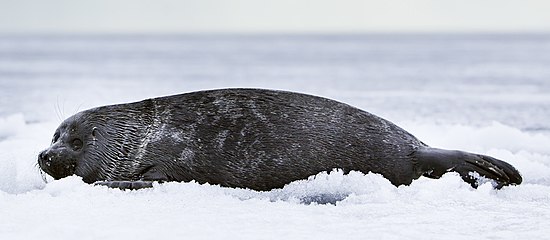 Байкальская нерпа