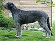 Irishwolfhound huendin 7jahre.jpg