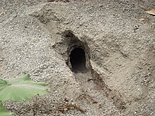 Rabbit-hole-0294.jpg