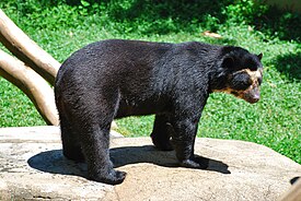 Urso de óculos.jpg