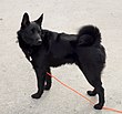 BlackNorwegianElkhound.jpg