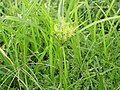 Cyperus esculentus.jpg