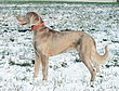 Langhaarweimaraner Staßfurt.jpg