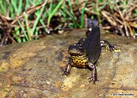 Triturus karelinii 0615.jpg