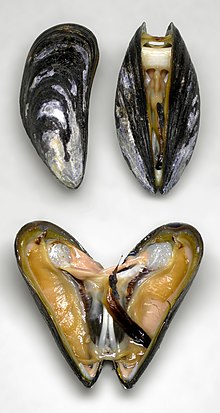 Miesmuscheln-2.jpg