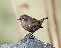 Eurasian Wren (18289581824).jpg