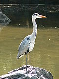 Ardea cinerea 2.jpg