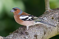 Chaffinch (Fringilla coelebs).jpg