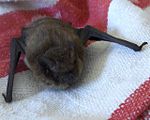 Pipistrellus pygmaeus.jpg