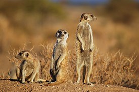 Suricates, Namibia-2.jpg