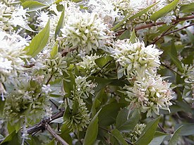 Abelia chinensis RJB1.jpg