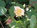 Gossypium herbaceum flower.JPG