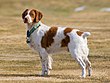 Brittany Spaniel standing.jpg