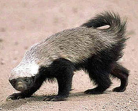 Honey badger.jpg