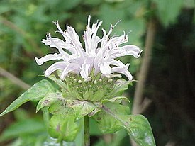 Monarda fistulosa0.jpg