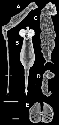 PLoS Rotaria.gif