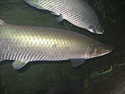 Arapaima049.JPG