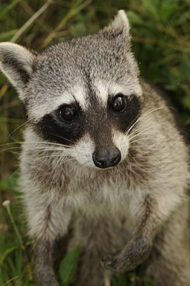 Cozumel Raccoon1.jpg