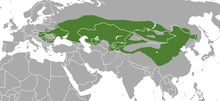 Steppe Polecat area.png