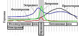 Овуляторный всплеск ЛГ (зелёная линия)