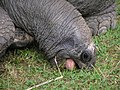 Geochelone gigantea eating.jpg