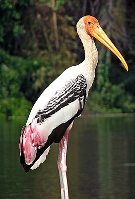 Painted Stork.jpg