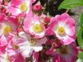 Rosa sp.239.jpg