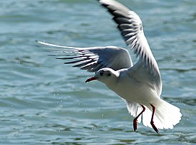 Озёрная чайка (Chroicocephalus ridibundus)