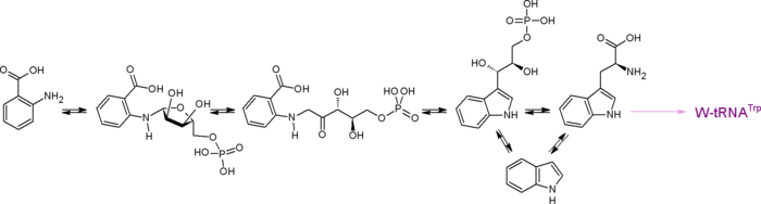 Путь биосинтеза протеиногенной аминокислоты триптофана