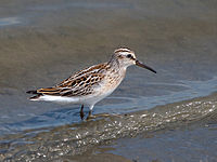 Limicola falcinellus Hokkaido.jpg