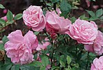 Rosa 'Old Blush'.jpg