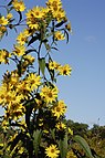 Helianthus grosseserratus.jpg