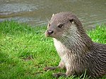 Otter in Southwold.jpg