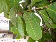 Anacardium occidentale 0013.jpg