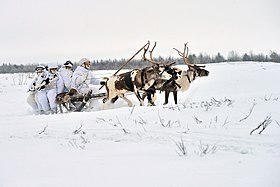 Занятия по управлению оленьими и собачьими упряжками с военнослужащими 80-й отдельной мотострелковой бригады Северного флота. 23 января 2017.