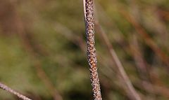 Betula-pendula-warts.JPG