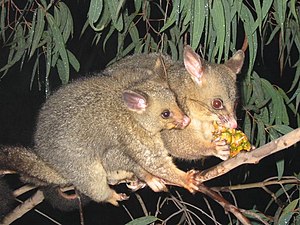 Trichosurus vulpecula