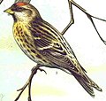 Commonredpoll91.jpg