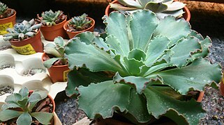 Echeveria 'Curly Locks'