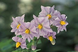 Potato flowers.jpg