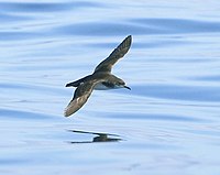 800,Manx shearwater.jpg