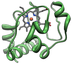 Cytochrome C.png