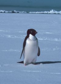 Adelie-Pinguin.jpg