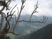 Blue Mountains, Jamaica.jpg