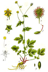 Geum urbanum Sturm44.jpg