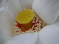 Sacred Lotus (6258040890).jpg