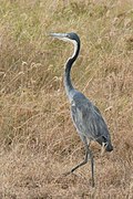 Ardea melanocephala.jpg